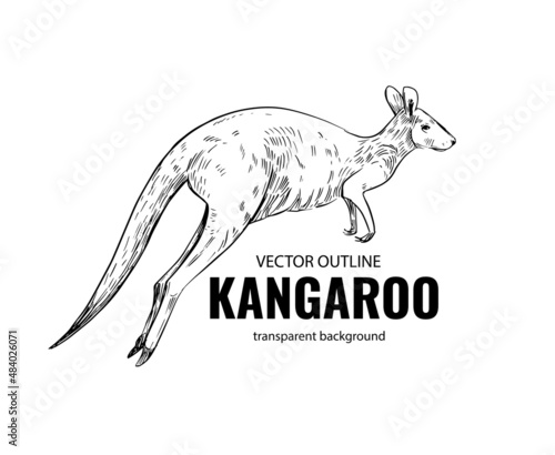 Kangaroo sketch. Vector illustration. Black outline on a transparent background