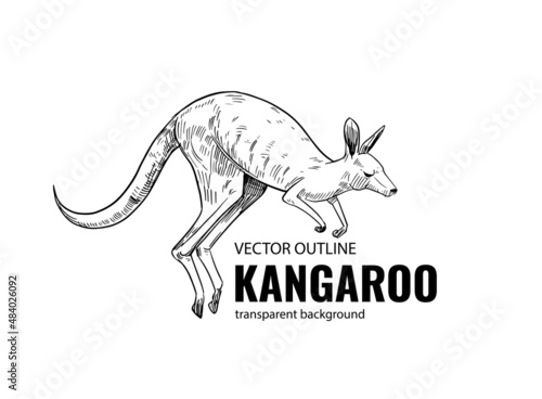 Kangaroo sketch. Vector illustration. Black outline on a transparent background