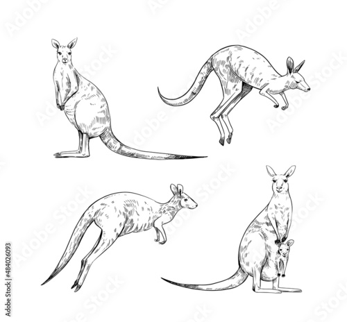 Kangaroo sketch. Vector illustration. Black outline on a transparent background