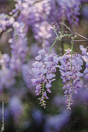 wisteria photo