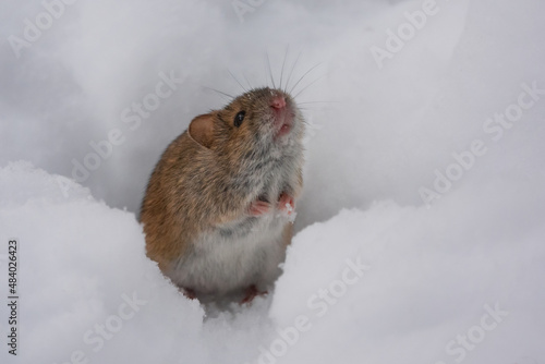 Cute little mouse in the snow in winter. Close up. Wild mouse. Harvest mouse.