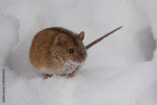 Cute little mouse in the snow in winter. Close up. Wild mouse. Harvest mouse.