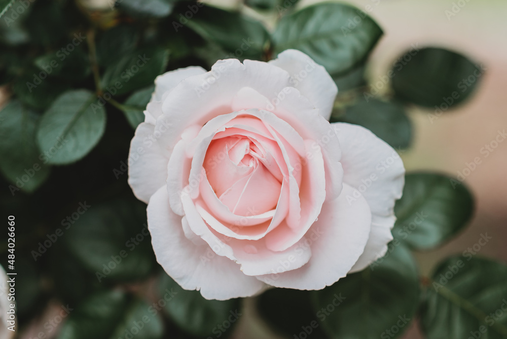 pink rose pink rose