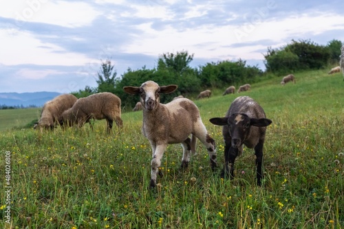 Sheep on the meadow eating grass in the herd. Slovakia