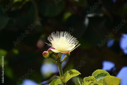 Caryocar brasiliense flowers and fruits photo