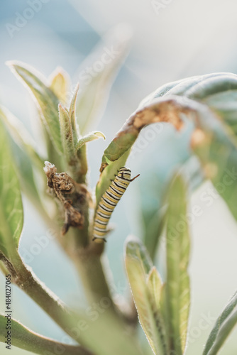 monarch caterpillar © Katie