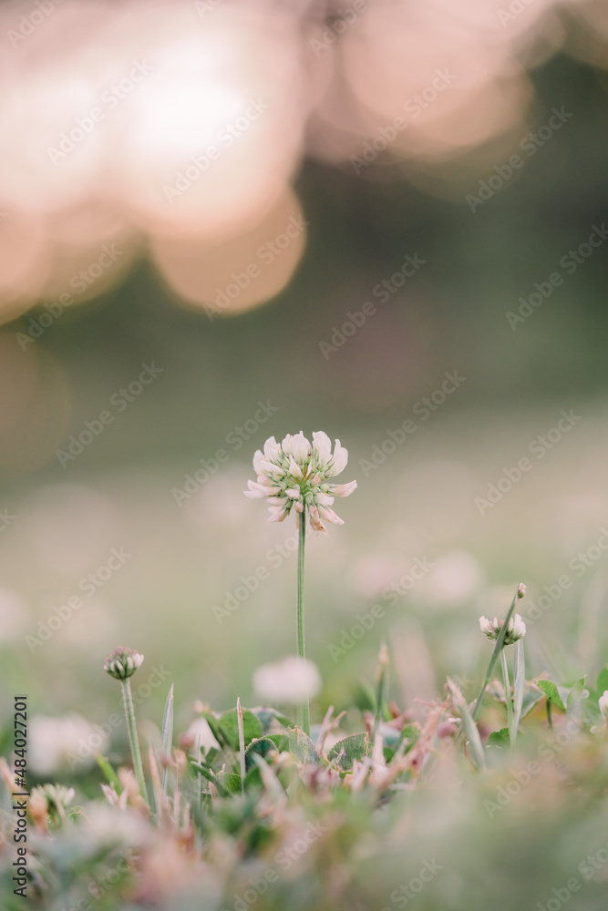 clover clover