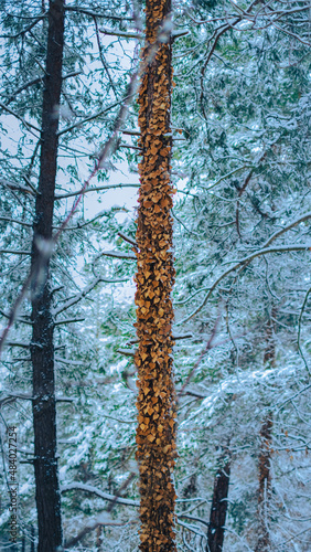 It's a cold winter. Tree with dried leaves in the forest. Snowy tree with dried leaves stuck to its trunk.