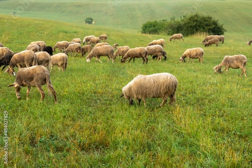Sheep on the meadow eating grass in the herd. Slovakia © Valeria