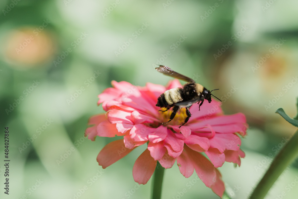 bee on flower bee on flower