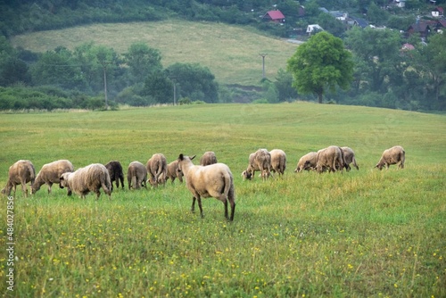 Sheep on the meadow eating grass in the herd. Slovakia © Valeria