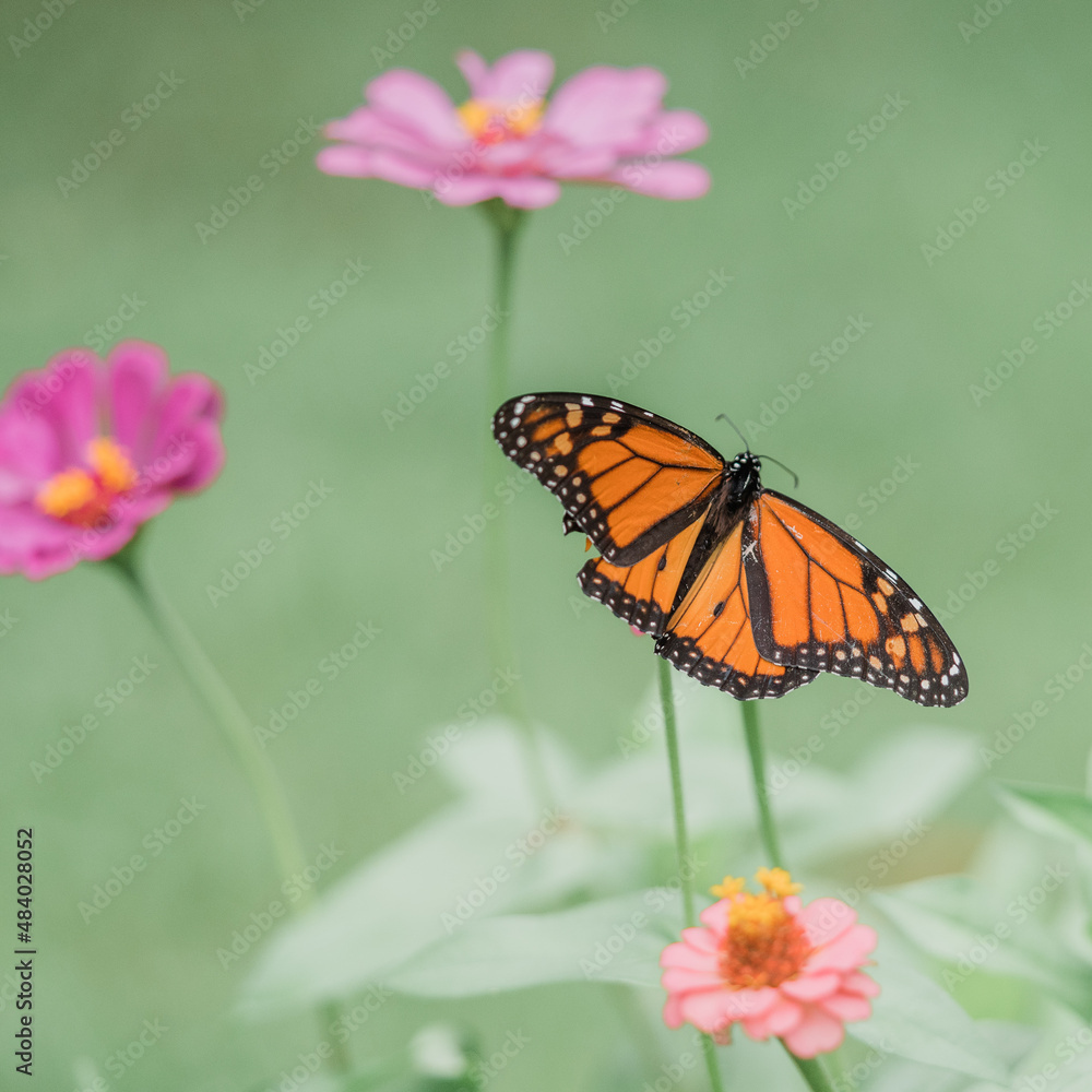 Monarchs Monarchs