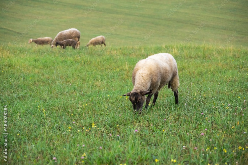 Sheep on the meadow eating grass in the herd. Slovakia Sheep on the meadow eating grass in the herd. Slovakia