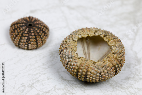 Sea urchin shells side by side