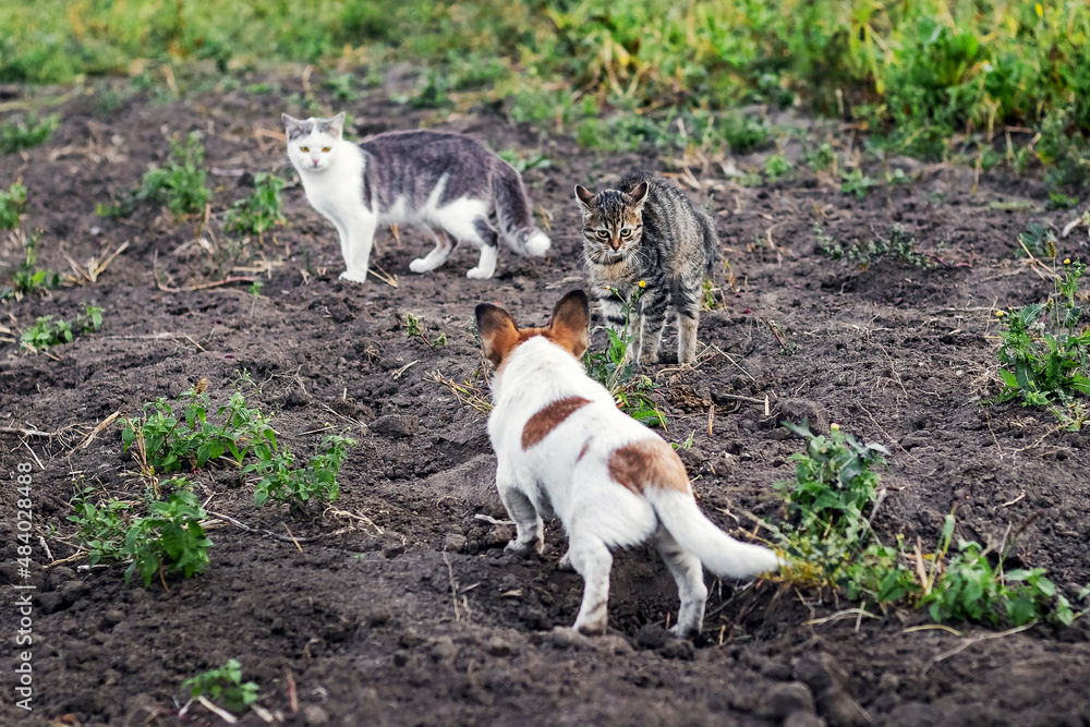 A small dog barks at frightened cats in the garden A small dog barks at frightened cats in the garden