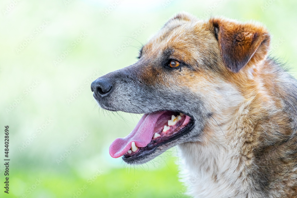 Big brown dog with open mouth in summer during the heat Big brown dog with open mouth in summer during the heat