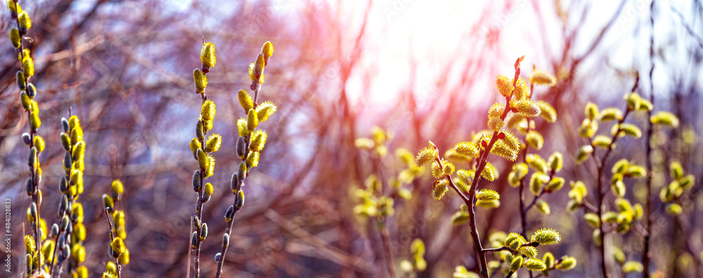 Willow blossoms. Willow branches with catkins in sunny weather - obrazy, fototapety, plakaty 