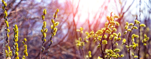 Willow blossoms. Willow branches with catkins in sunny weather