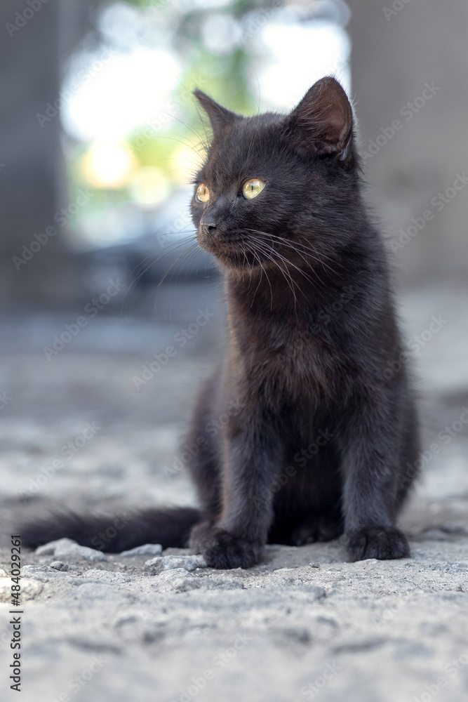 Little black kitten on a blurred background Little black kitten on a blurred background