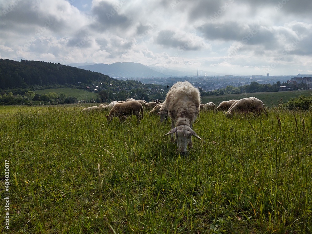 Fototapeta premium Sheep on the meadow eating grass in the herd. Slovakia