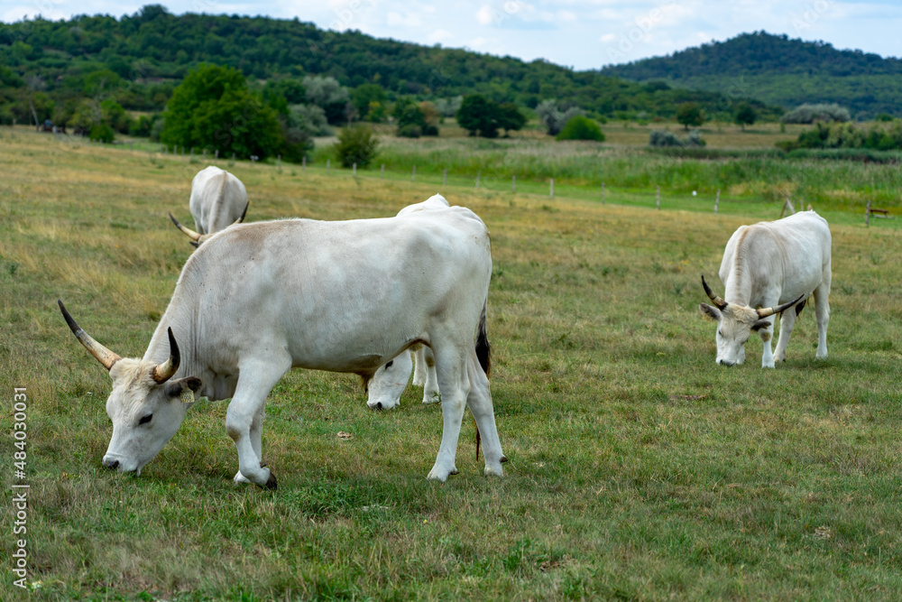 hungarian grey cattles in on the green field in Hungary