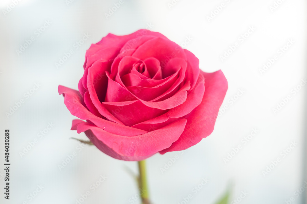 Pink roses in white light. A close up flower. Simple composition with plant. Beautiful flowers. Pink roses in white light. A close up flower. Simple composition with plant. Beautiful flowers.