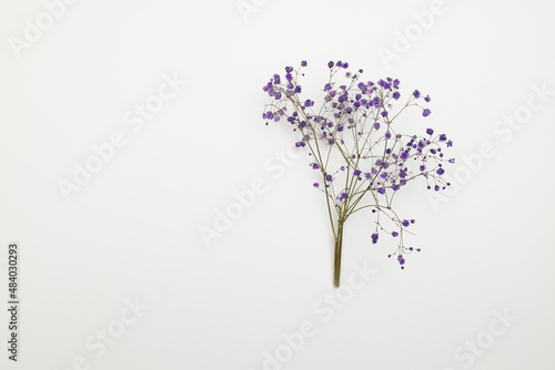 Dry purple gypsophila flowers on a white canvas. Top view, place to copy