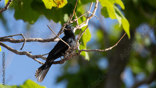 A phainopepla perches in a green tree with blue sky showing through the branches and morning light making the black feathers and red eyes stand out.  photo