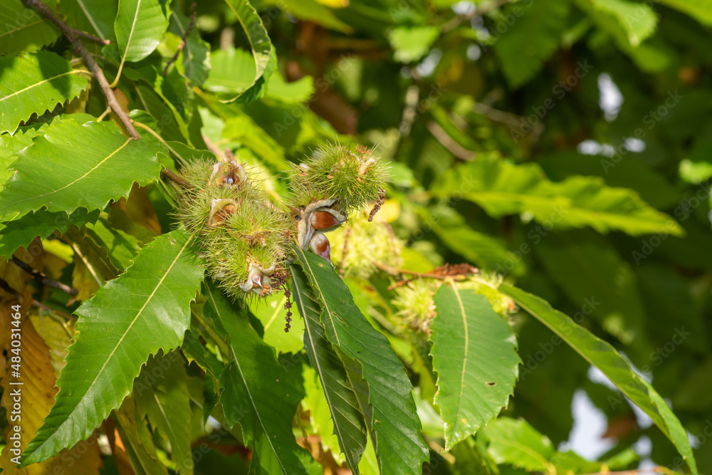 Sweet chestnuts (castanea sativa) on the tree Sweet chestnuts (castanea sativa) on the tree