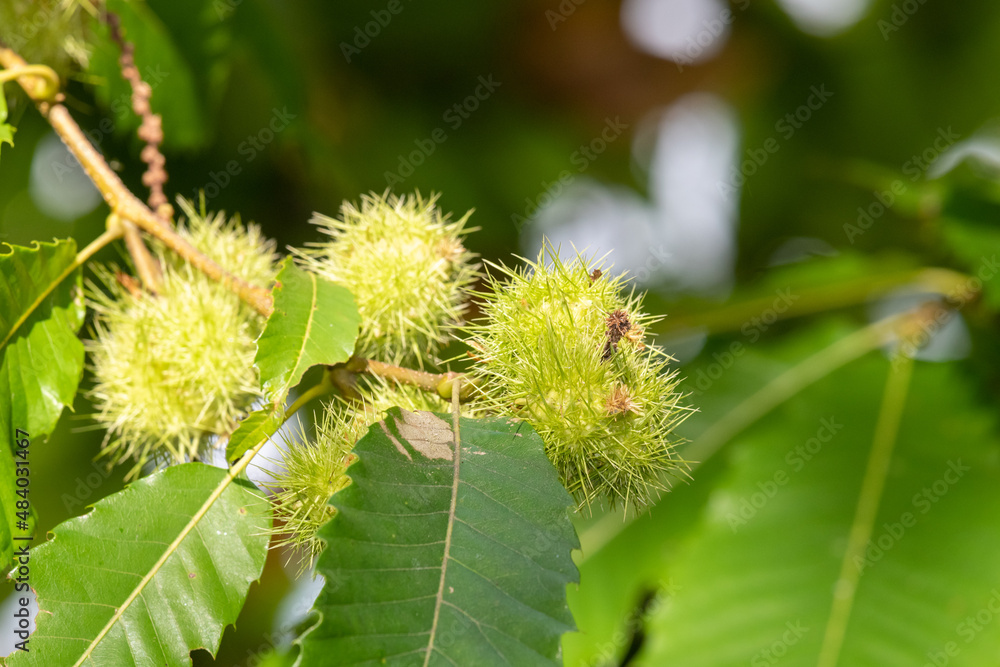 Sweet chestnuts (castanea sativa) on the tree Sweet chestnuts (castanea sativa) on the tree
