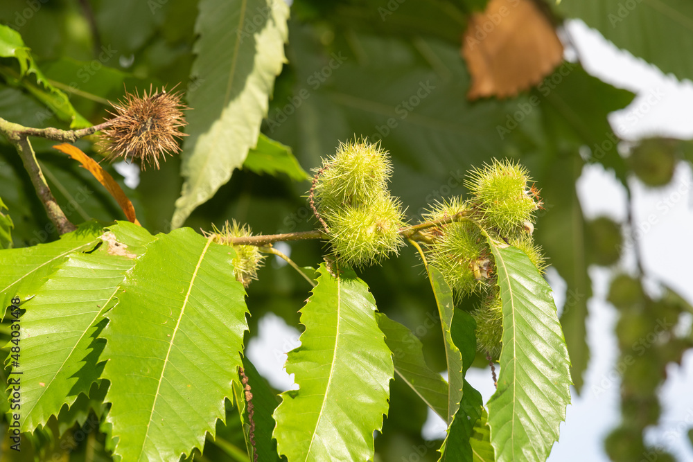 Sweet chestnuts (castanea sativa) on the tree Sweet chestnuts (castanea sativa) on the tree