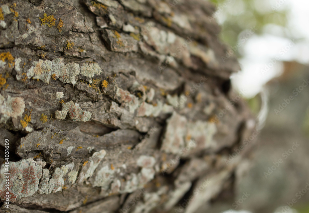 bark of a tree bark of a tree