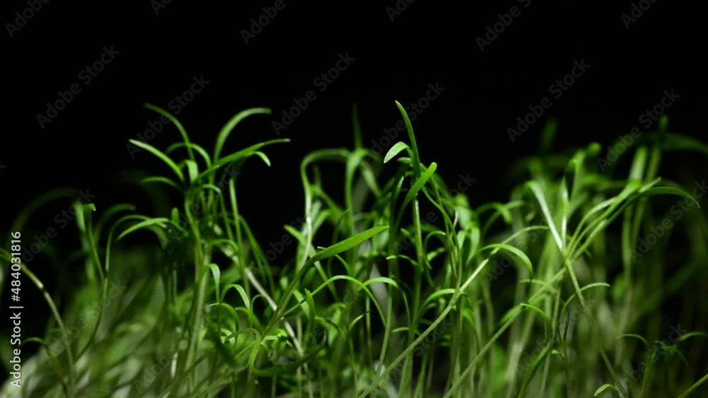 Nocturnal movements of growing plants Nocturnal movements of growing plants