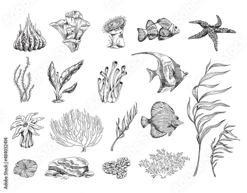 Fototapeta Naklejka Na Ścianę i Meble -  Set of coral reef elements in engraved sketch style, vector illustration isolated on white background.