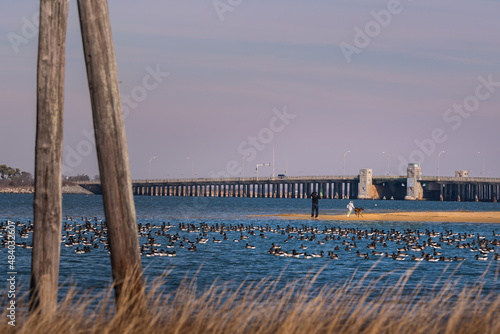 A dad and young daughter with a dog are playing on a beach in a harbor, with a long bridge in the background and wild water fowls, the Atlantic Brant geese, in the front. 