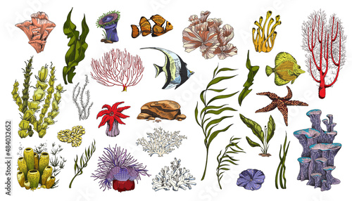 Canvas Print Coral reef plants and fishes colorful icons, vector illustration isolated