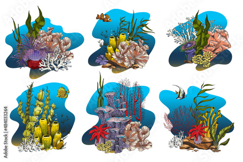 Fototapeta Naklejka Na Ścianę i Meble -  Coral reef colonies with seaweed, laminaria, kelp and fishes - colored sketch vector illustration.