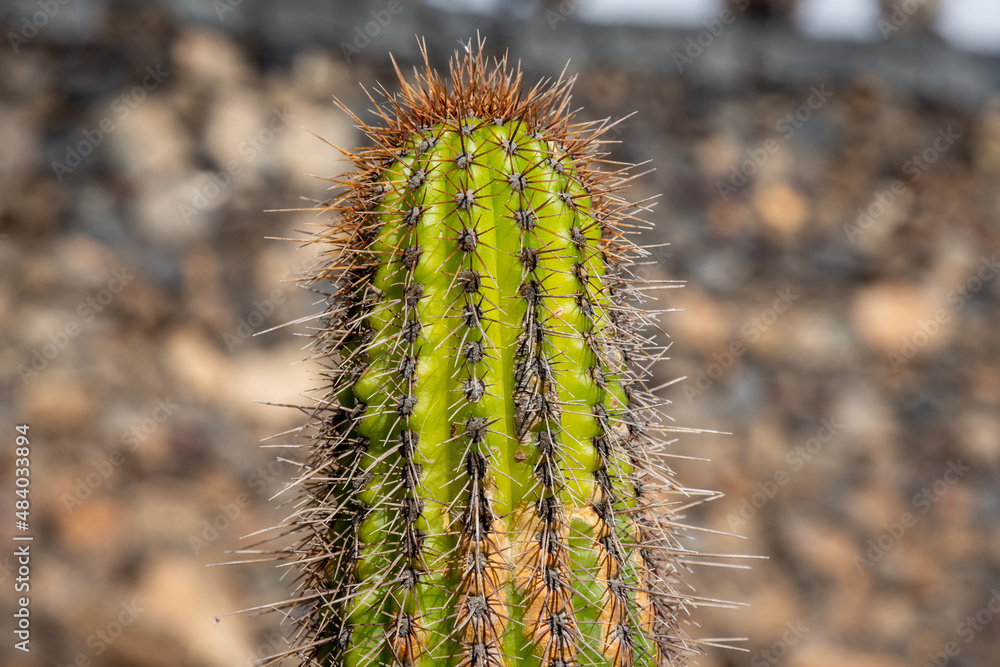 Naklejka premium close up of a cactus