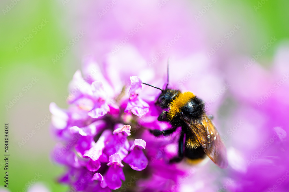 bee on flower bee on flower