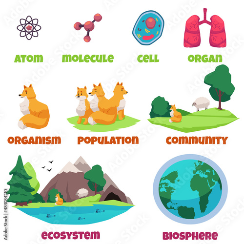 Biological hierarchy banner design, flat vector illustration isolated. photo