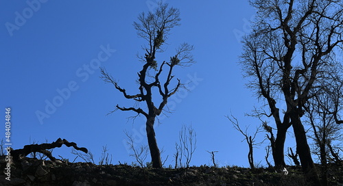 Foto Forêt calcinée