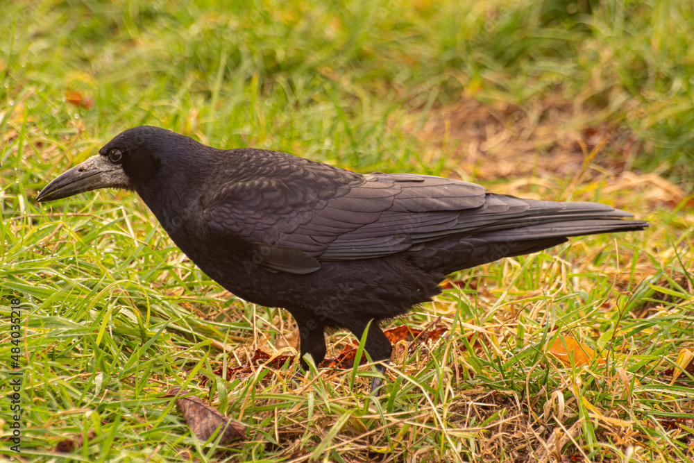 Obraz premium gawron