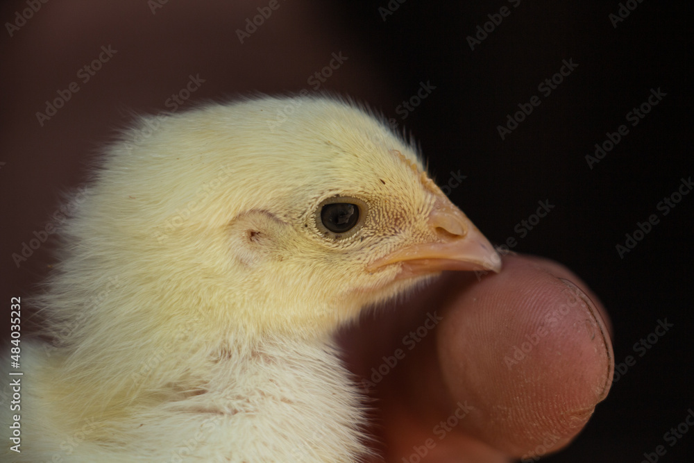A small yellow chicken in the palm of the hand gets to know the world A small yellow chicken in the palm of the hand gets to know the world