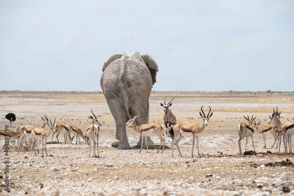 Naklejka premium Elefant am Wasserloch 