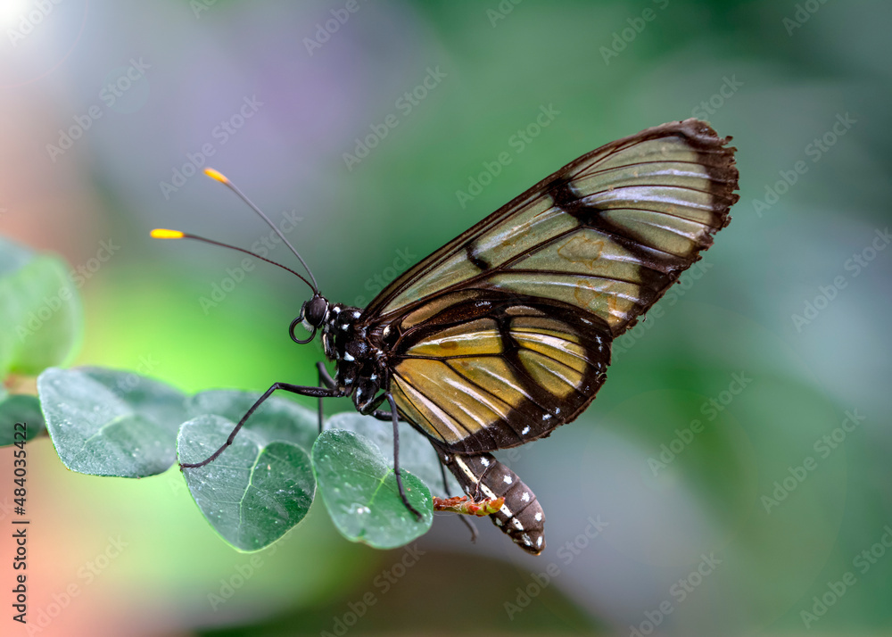 Closeup beautiful glasswing Butterfly (Greta oto) in a summer garden. Closeup beautiful glasswing Butterfly (Greta oto) in a summer garden.