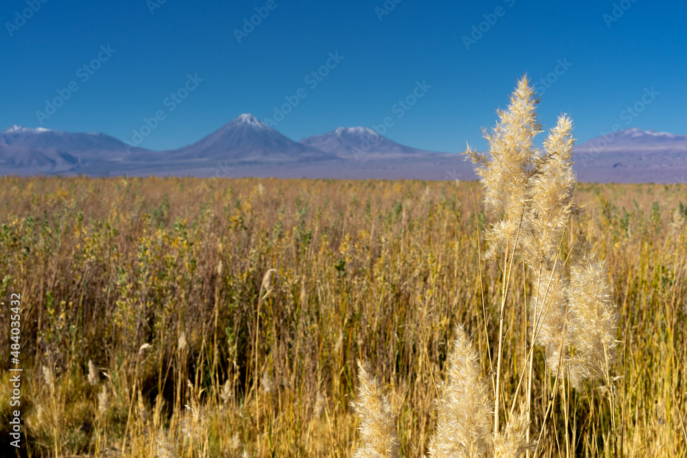 field of gold field of gold