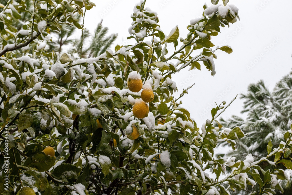 Bright yellow lemons and green leaves on the branches during a snowfall. Snow-covered citrus trees. Overcast, gloomy day and heavy snowfalls in Turkey.
