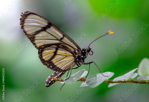 Closeup   beautiful  glasswing Butterfly (Greta oto) in a summer garden. © blackdiamond67