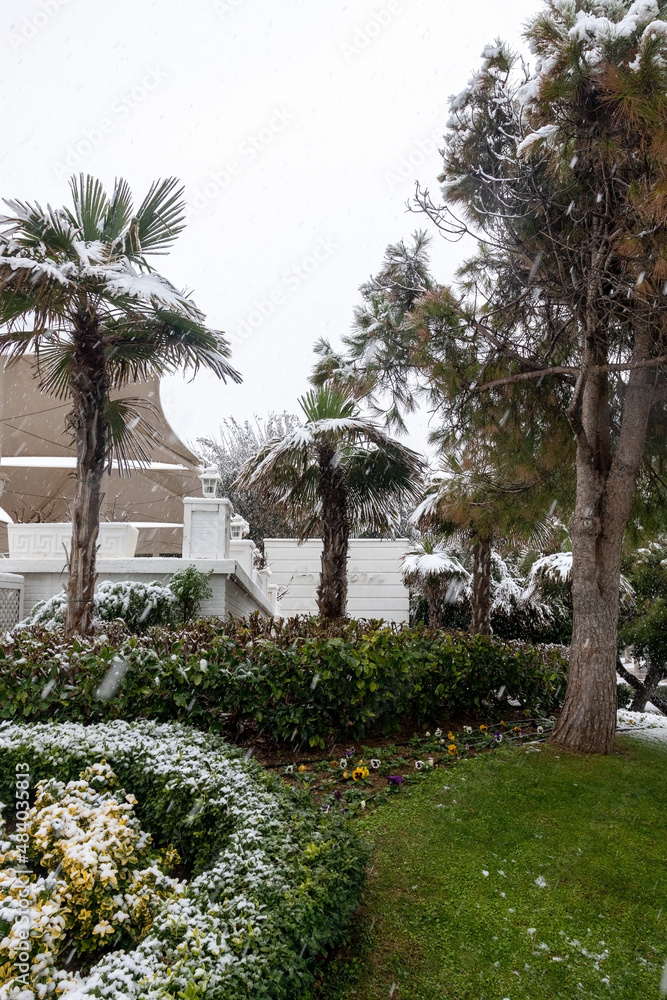 Heavy snowfall on the Mediterranean coast. Antalya, Turkey. Palms, ficuses and green plants are covered with snow. Beaches and cafes are empty.