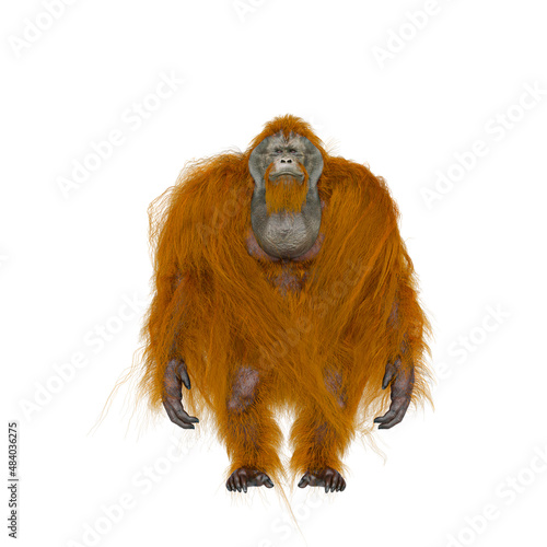 orangutan is doing a idle pose